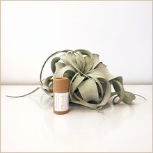 Load image into Gallery viewer, Bedaub | Nourishing Lip Balm