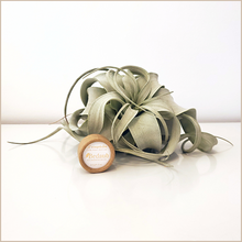 Load image into Gallery viewer, Bedaub | Nourishing Balm