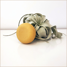 Load image into Gallery viewer, Absolve | Rosehip Cleansing Bar